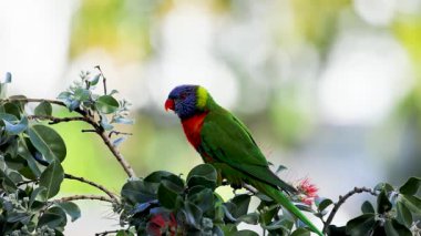 Renkli bir gökkuşağı lorisi parlak, doğal ışık saçan yapraklı bir dala oturmuş canlı tüylerini sergiliyor.