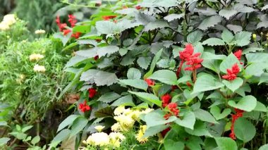 Çiçekler yemyeşil bahçelerde.