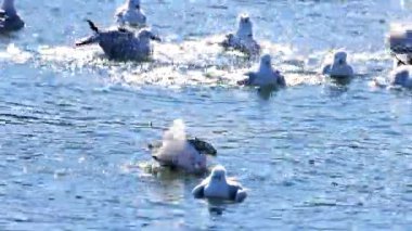 Martılar Yeni Zelanda, Akaroa 'nın güneşli sularında süzülüp sıçrıyor. Parlak yansımalar canlı, dinamik bir sahne yaratır.