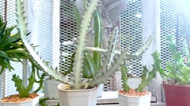 Bangkok 'taki yüzen marketin serasında kaktüs.