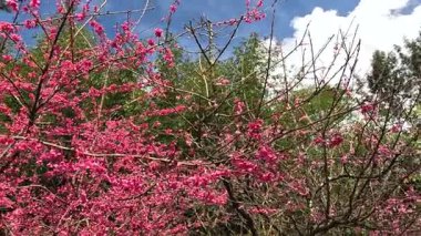 İlkbaharda açan bir ağacın zaman atlaması..