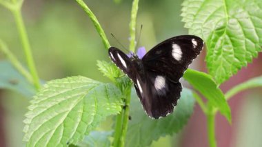 Bir kelebek yağmur ormanı ortamında yaprakların üzerinde çırpınır, canlı yeşil yapraklarla doğal ışık altında yakalanır.