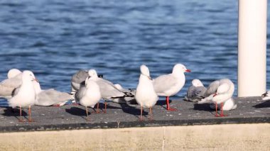 Martılar güneşli bir deniz kenarında etkileşim halindedirler.