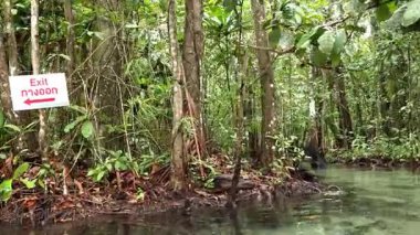 Kayakçılar yemyeşil, dingin bir su yolunda yol alırlar.