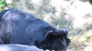 Hayvanat bahçesinde doğal yaşam alanında yürüyen bir ayı.