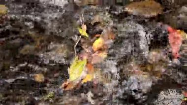 Küçük bir akıntıya kapılmış renkli yapraklar.