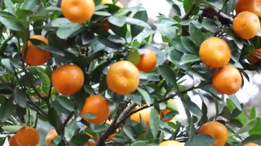 Portakal ağacı üzerinde yakın çekim