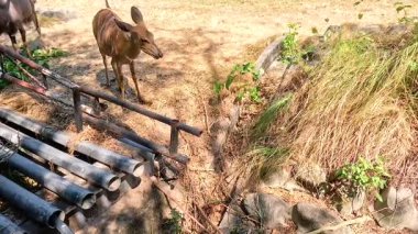 Nyala, Chonburi hayvanat bahçesindeki çevreyi keşfediyor.