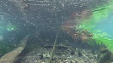 Temiz su, canlı su ekosistemini ortaya çıkarır.