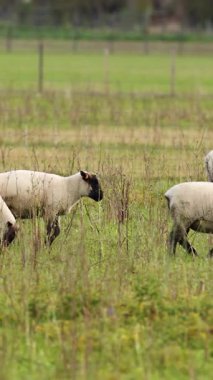 Clun Ormanı koyunları yemyeşil bir tarlada, yumuşak gün ışığında dolaşır, pastoral sükunet ve doğal güzellik sergilerler.