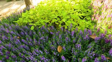 İnsanlar canlı çiçek bahçelerinde yürüyorlar