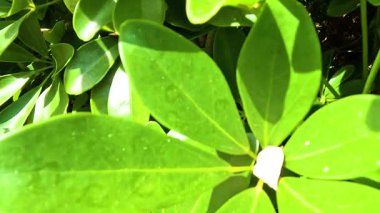 Canlı yeşil yaprakların yakın görüntüsü