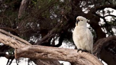 Kakadu kendini ağaç dalında tımar ediyor.