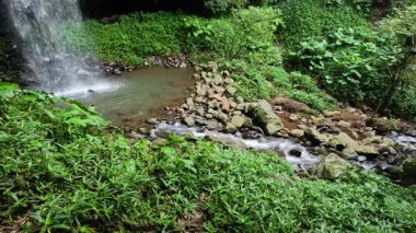 Dorrigo, NSW 'de çağlayan bir şelale çevresi yemyeşil yağmur ormanlarıyla çevrilidir. Canlı yeşillikler ve akan sular sakin bir doğal manzara yaratır.