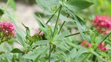 Aburi Saba bir restoranda hazırlanıyor.