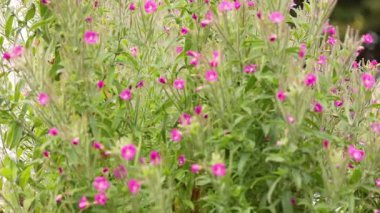 Aburi Saba bir restoranda hazırlanıyor.