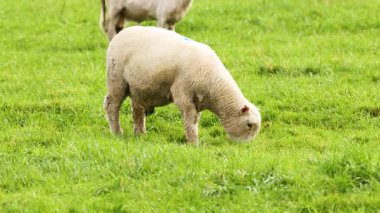 Aburi Saba bir restoranda hazırlanıyor.
