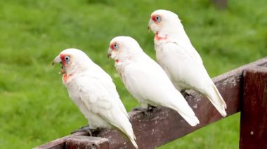 Aburi Saba bir restoranda hazırlanıyor.