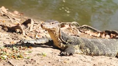 Aburi Saba bir restoranda hazırlanıyor.