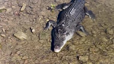 Aburi Saba bir restoranda hazırlanıyor.