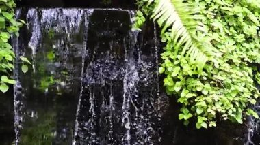 Aburi Saba bir restoranda hazırlanıyor.