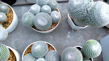 Bangkok 'ta yüzen bir pazarda bulunan çeşitli kaktüslerin havadan görünüşü eşsiz dokular ve canlı yeşillikler sergiliyor.