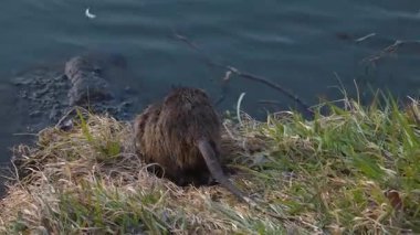 Coypu, sakin nehir sularının yanında otları kemiriyor..