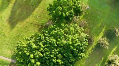 Canlı yeşil ağaçların hava görüntüleri, güneşli bir parkta uzun gölgeler bırakıyor. Altın Sahilde, Avustralya 'da yakalandı