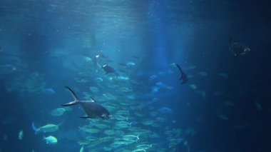 Derin mavi denizde yüzen çeşitli balıklar.