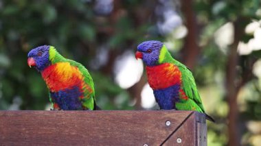 İki rengarenk lori birbiriyle etkileşime geçiyor ve birbirlerini parlaklaştırıyorlar..