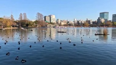 Şehir parkında kuşlar huzur içinde yüzüyor.