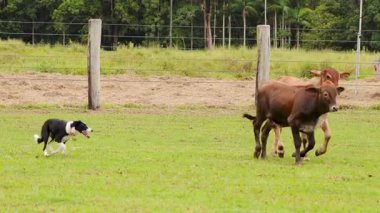 Yetenekli bir sığır çobanı kırsal bir alanda inekleri güder. Bulutlu gökyüzü altında hassasiyet ve takım çalışması sergilerler.