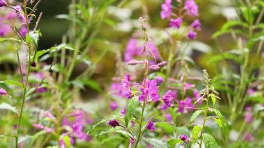 Doğadaki canlı ateş yosunu çiçeklerine yakın çekim