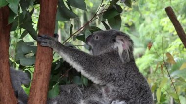 Koala doğal ortamdaki ağaçla etkileşim halindedir.