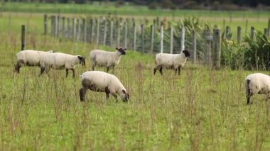 Clun Ormanı koyunları Yeni Zelanda 'daki Tekapo Gölü' nün yemyeşil bir tarlasında huzur içinde otlar. Doğal aydınlatma ve dingin ortam