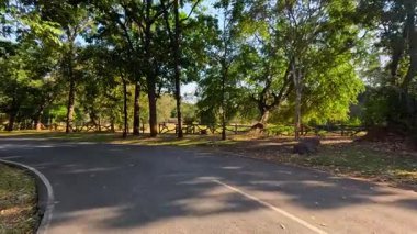 Yeşilliklerle çevrili huzurlu bir yol.