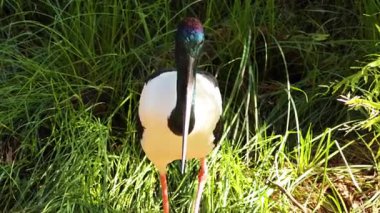 Leylek hayvanat bahçesinde çimlerde yürüyor