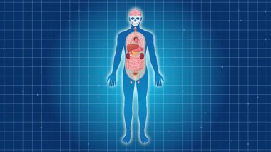 İnsan vücudundaki pankreası vurgulayan animasyon, mavi şebeke arka planında net görseller ve pürüzsüz geçişler kullanır