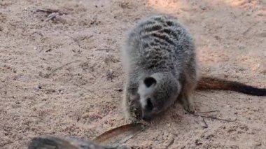 Meerkat bir nesneyi araştırır ve onunla etkileşime geçer.