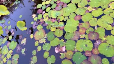 Bereketli yeşil nilüferler, gün ışığında doğal güzelliği yansıtan sakin bir gölet yüzeyinde yüzerler.