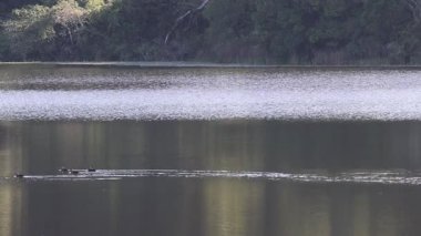 Kürekçiler huzur dolu bir gölde süzülüyorlar.