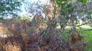 Bereketli bir park ortamındaki ağaç dalları parlak gün ışığında kuru yapraklardan canlı yapraklara dönüşüyor.