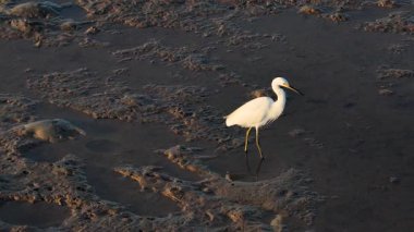 Avustralya, Port Douglas 'ta gün batımında zarif hareketlerini ve beyaz tüylerini sergileyen bir Büyük Akbalıkçıl sığ sularda yürür.