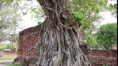 Eski tuğlaların üzerinde büyüyen büyük bir ağacın zaman atlaması