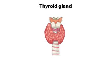 Tiroid bezi anatomisinin detaylı etiketlemesi