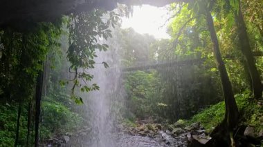 Dorrigo Ulusal Parkı 'ndaki yemyeşil şelaleden geçen sakin bir şelale yumuşak doğal ışık ve nazik kamera hareketiyle yakalanır.