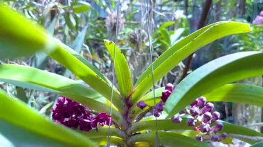 Yüzen bir pazarda canlı orkideler sergileniyor