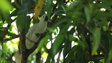 Kakadu, yemyeşil ağaçtaki çevreyle etkileşim halindedir.