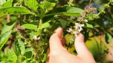 Eller yavaşça fesleğen çiçeklerini toplar, parlak yeşil yapraklar ve narin beyaz çiçekler sergilerler.