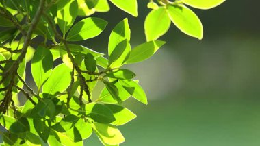 Canlı yeşil yapraklar yavaşça güneş ışığında salınıyor, Avustralya 'nın Gold Coast şehrinde yumuşak odak ve doğal ışıklandırmayla yakalanıyor.